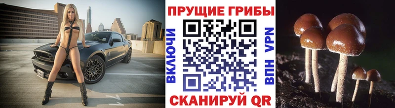 площадка какой сайт  Красный Сулин  Псилоцибиновые грибы ЛСД  omg сайт 
